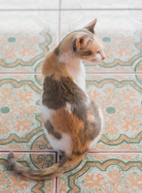 Photo high angle view of a cat looking at home