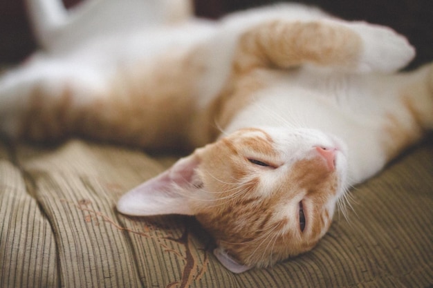 High angle view of cat lying on bed at home