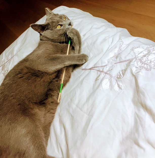 Foto vista ad alta angolazione del gatto sdraiato sul letto