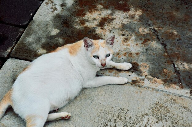 Photo high angle view of cat lying on concrete floor