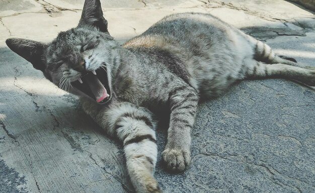 High angle view of cat lying down