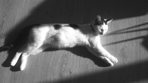 Photo high angle view of cat lying on floor