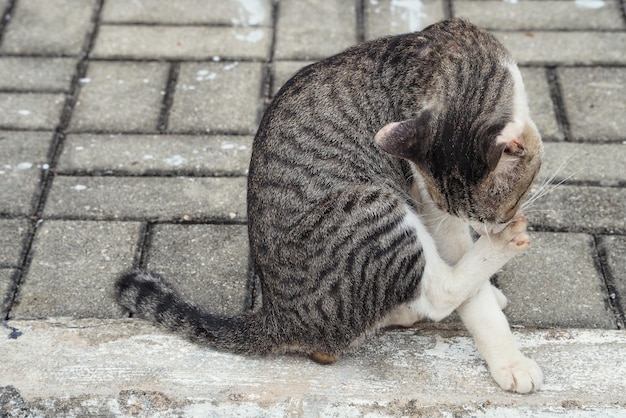 Photo high angle view of a cat lying on footpath