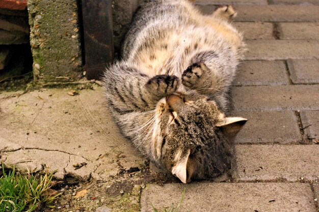 歩道に横たわっている猫の高角度の景色
