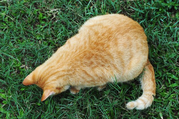 High angle view of a cat lying on grass