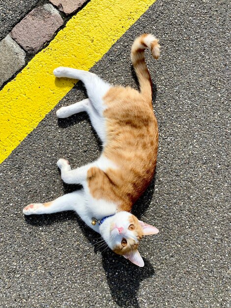 High angle view of cat lying on street