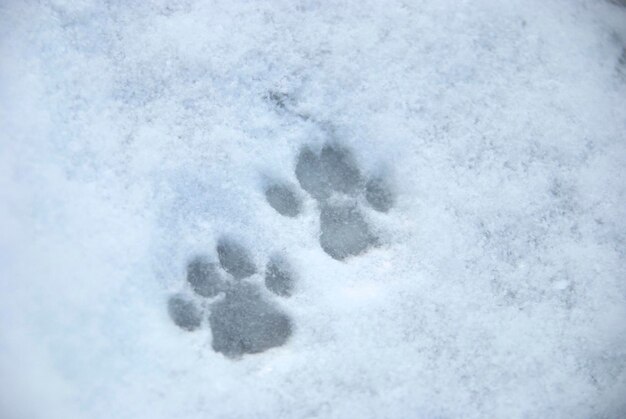 Foto vista ad alta angolazione della zampa del gatto su un campo innevato