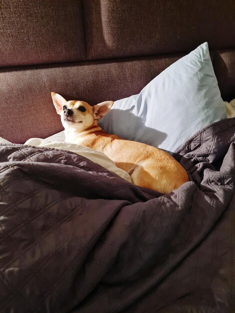 High angle view of cat relaxing on bed at home