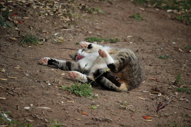 野原でリラックスしている猫の高角度の景色