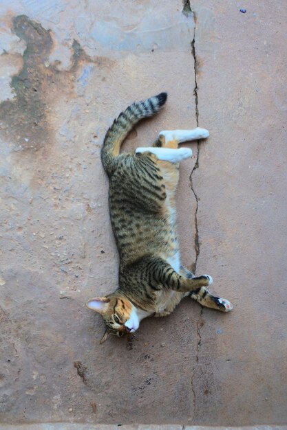 Foto vista ad alto angolo di un gatto che si rilassa all'aperto