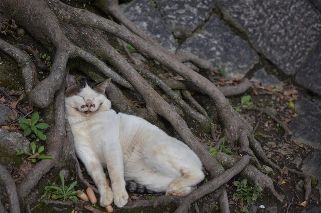 猫が木のそばで休んでいる高角度の景色