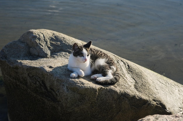 Photo high angle view of cat resting on rock by lake