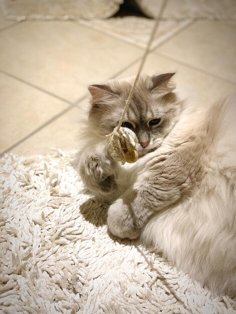 High angle view of cat resting on rug at home