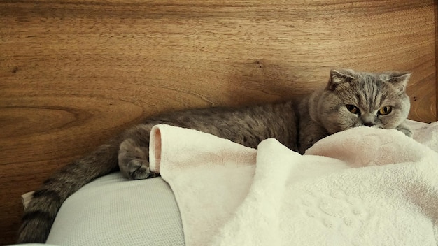 Photo high angle view of cat resting