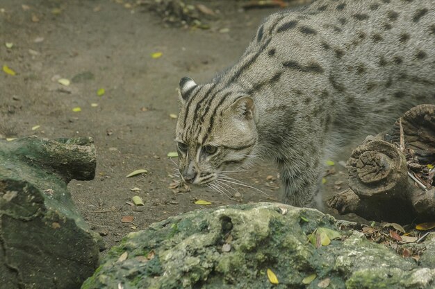 Vista ad alta angolazione di un gatto sulla roccia