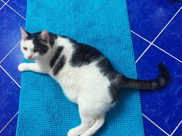 High angle view of cat sitting against blue wall