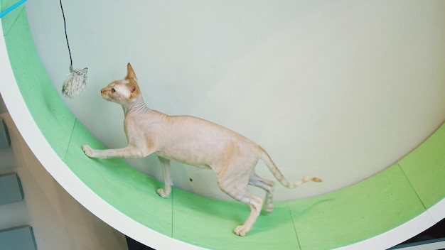 High angle view of cat sitting on floor