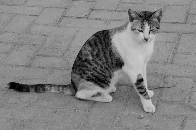 Photo high angle view of cat sitting on footpath