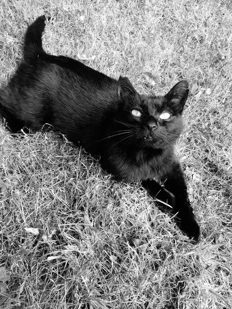 Photo high angle view of cat sitting on grass