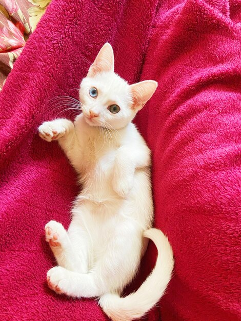 High angle view of cat sitting on sofa