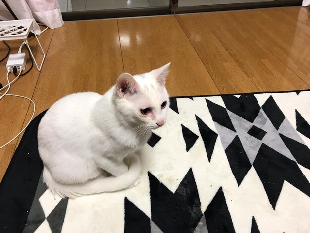 High angle view of cat sitting on table