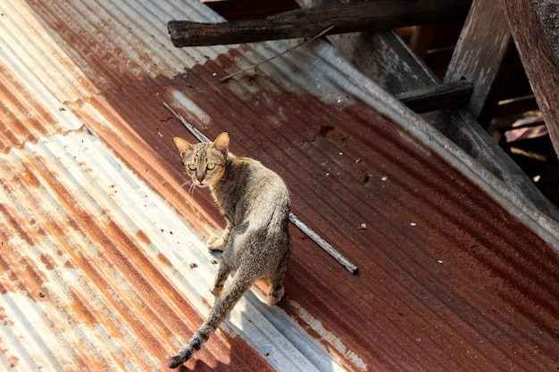 Photo high angle view of cat sitting on wood