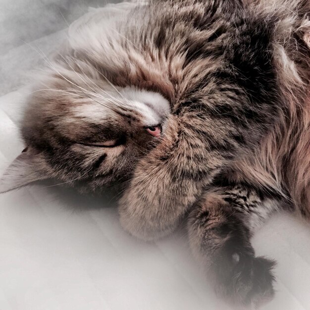 High angle view of cat sleeping on bed