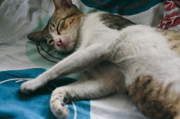 High angle view of cat sleeping on bed