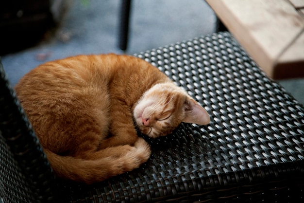 椅子の上で眠っている猫の高角度の景色
