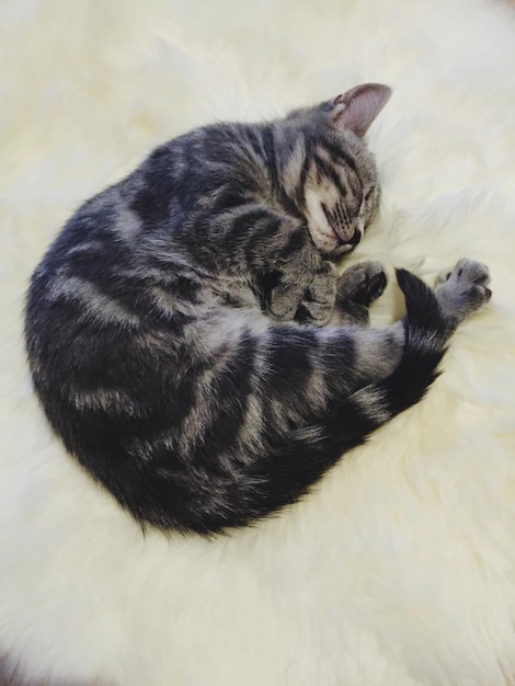 Photo high angle view of cat sleeping on fur