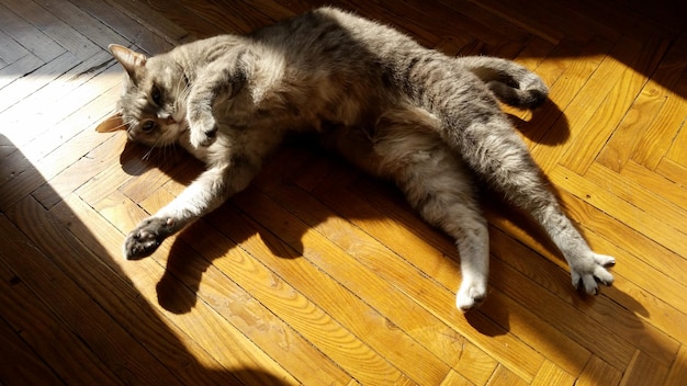 High angle view of cat sleeping on hardwood floor