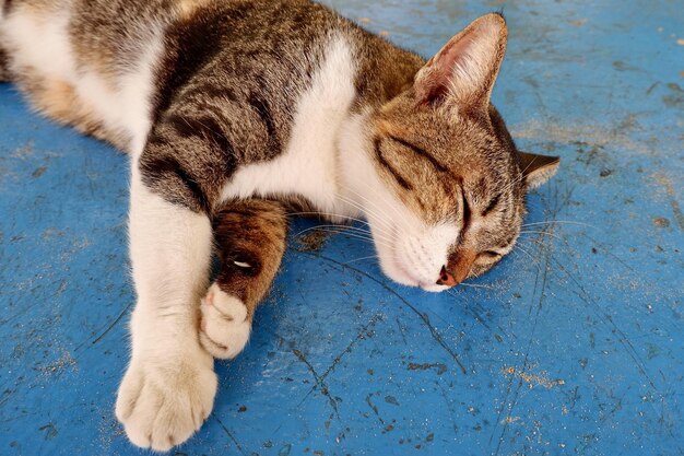 High angle view of cat sleeping