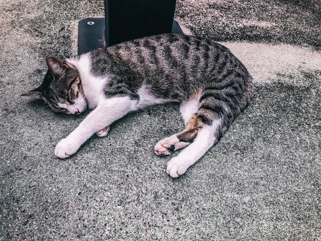 High angle view of cat sleeping