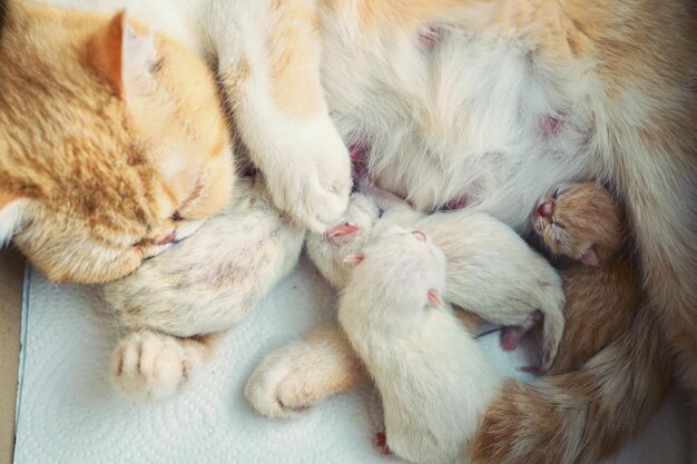 High angle view of cat sleeping