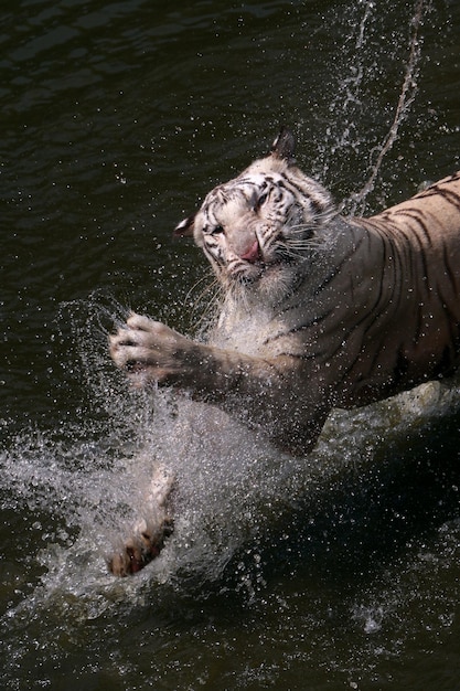 Foto vista ad alta angolazione di un gatto in acqua