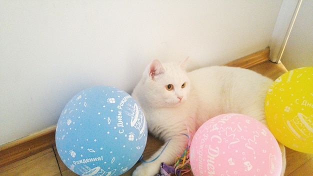 High angle view of cat with balloons sitting on floor at home