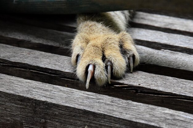 High angle view of cat on wooden table