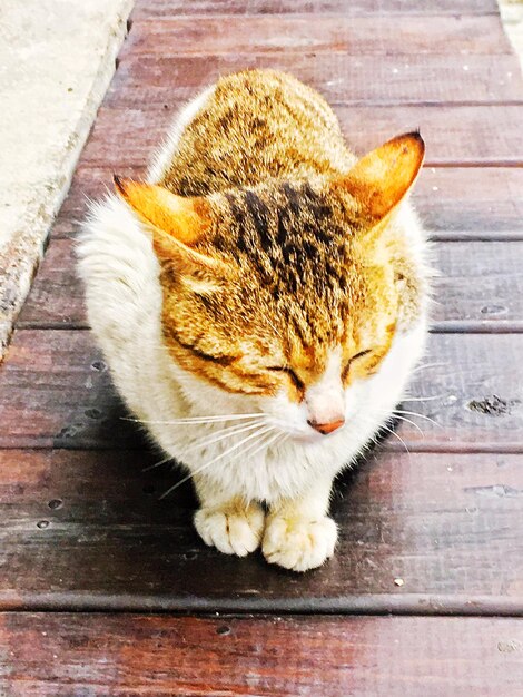 Foto vista ad alto angolo del gatto su un tavolo di legno