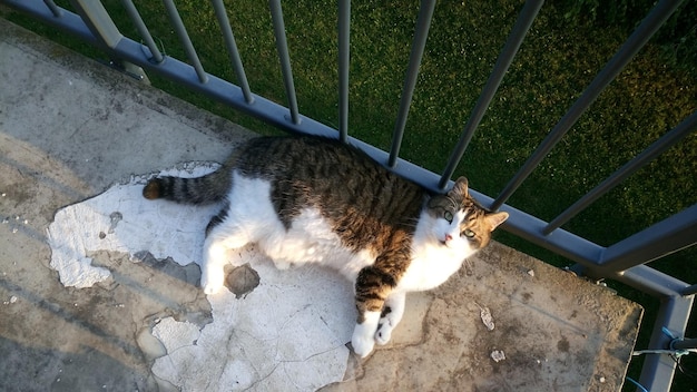 High angle view of cat