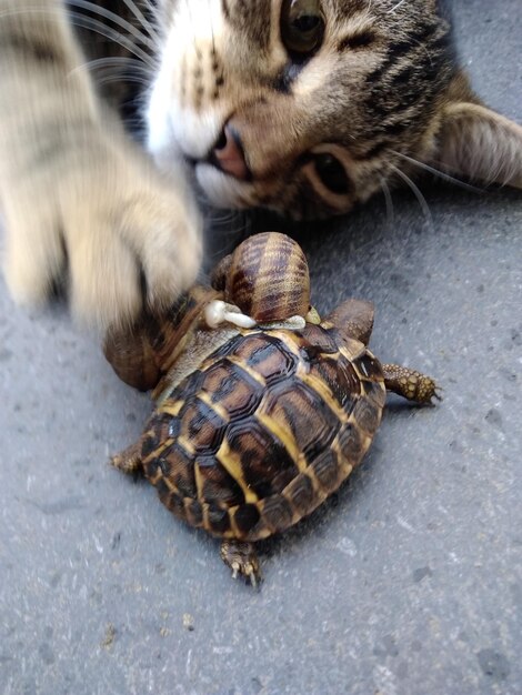 Foto vista ad alta angolazione del gatto