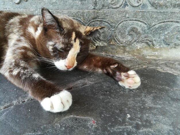 High angle view of a cat