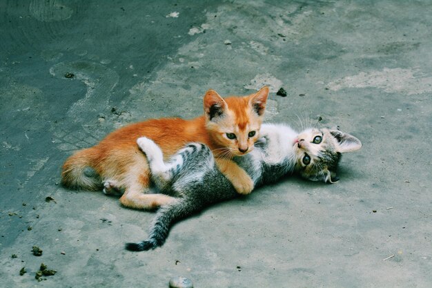 Foto vista ad alto angolo del gatto