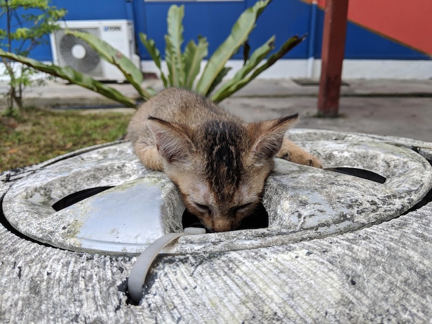 Photo high angle view of a cat