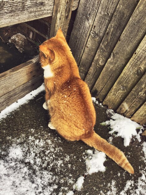 High angle view of cat