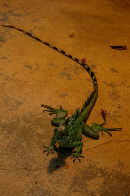 High angle view of caterpillar on leaf