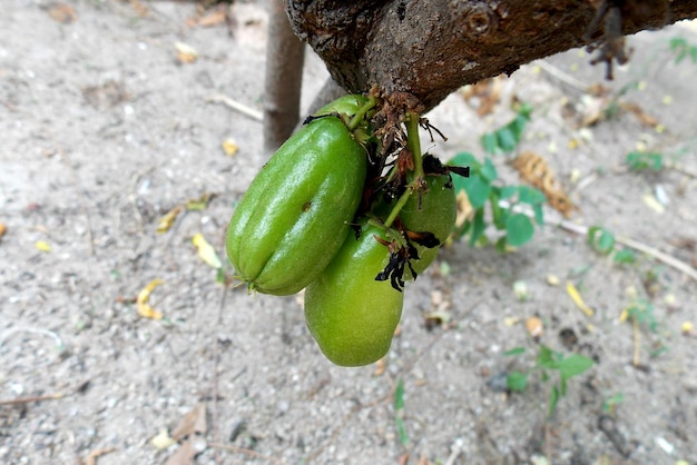 植物上のカタツムリの高角度のビュー