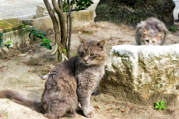 地上にある猫の高角度の写真