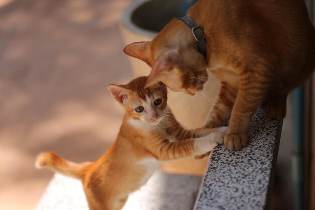 Foto vista ad alta angolazione dei gatti sulla ringhiera