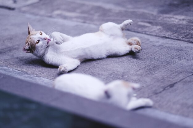 Photo high angle view of cats relaxing on footpath