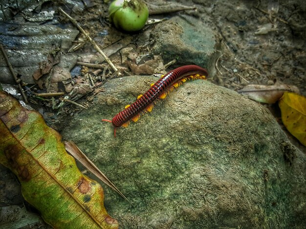 Photo high angle view of centipede on rock